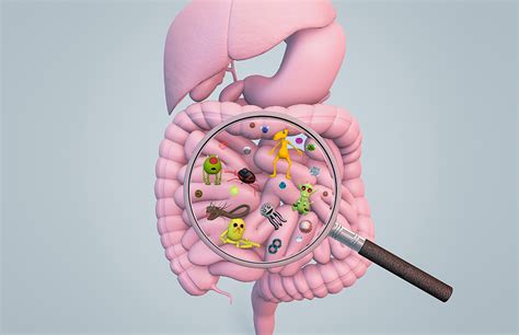 Tu microbiota intestinal cómo alimentarla