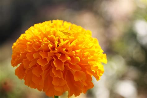 Marigold Flower Gold · Free photo on Pixabay