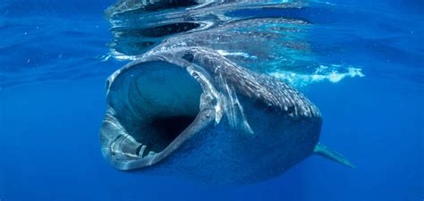 Whale Shark Mouth_Mexico_Brian Lauer 1_flickr fin_Web | Good Nature ...