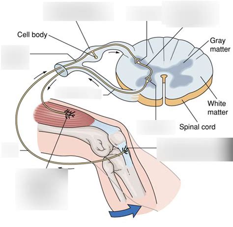 Spinal Reflex Arc Diagram | Quizlet