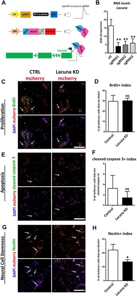 Frontiers Long Non Coding RNA Lacuna Regulates Neuronal