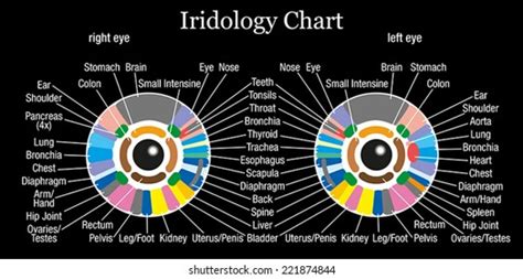 Iridology Iris Diagnostic Chart Accurate Description Stock Vector Royalty Free 221874844