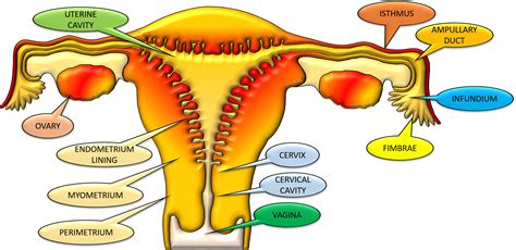 Cbse Class 12chapter 1human Reproductionintroduction And Details2020 2021 Cbse Guruji