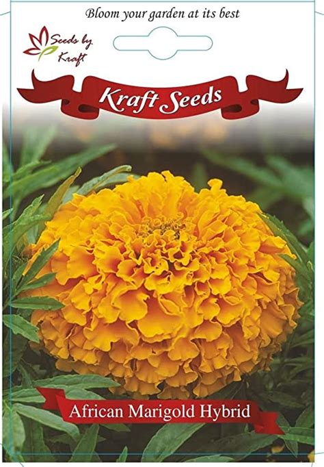 African Marigold F1 Hybrid Inca Type Flower Seeds By Kraft Seeds Garden And Outdoors