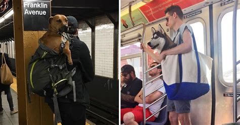 Nyc Subway Bans Dogs Unless They Fit Into A Bag And New Yorkers