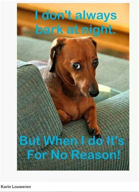 I Dont Always Bark At Nightbut When I Do Its For No Reason