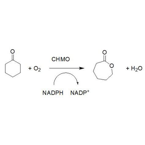 High Quality Cyclohexanone monooxygenase (CHMO) Manufacturer and ...