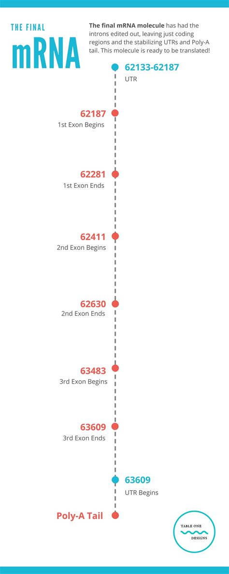 DNA Transcription Infographic - SARAH REDMOND