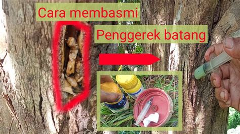 Cara Mengatasi Hama Pengerek Batang Pada Tanaman Cengkeh YouTube