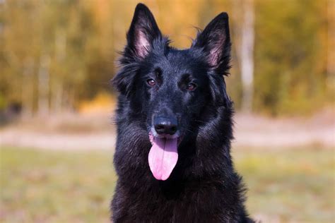 Belgian Sheepdog Dog Breed Complete Guide - A-Z Animals