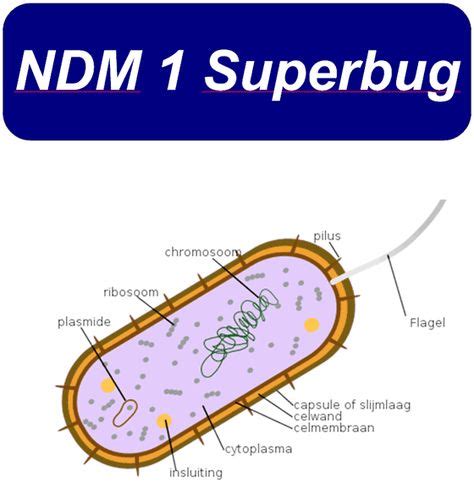 9 Carbapenem ideas | antibiotic, microbiology, medical