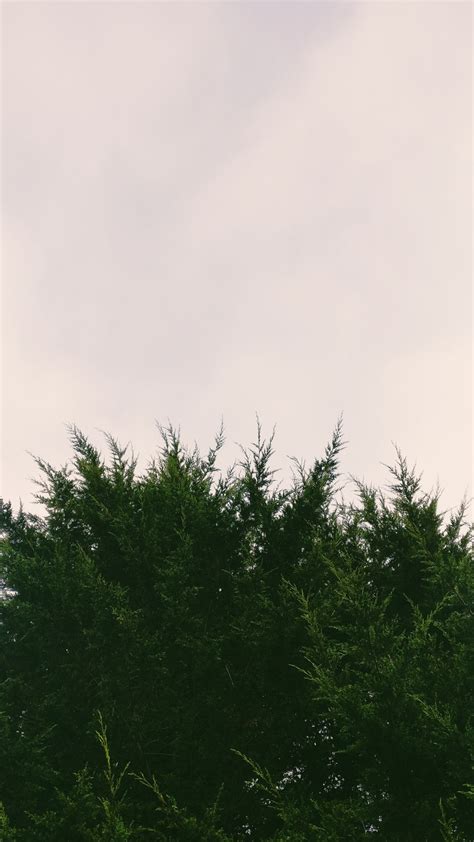 Free Images Tree Nature Branch Cloud Sky Field Sunlight