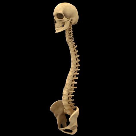 Spine Anatomy Skull Spinal Column 3d Model 29 3ds C4d Fbx Obj