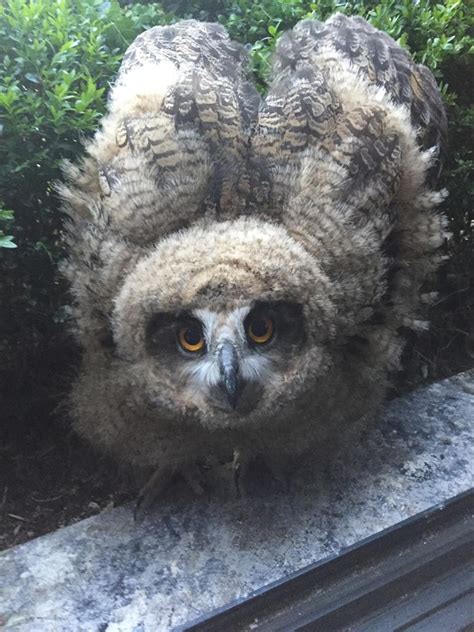 Oehoe Kuikens Van Bloembak Naar Opvang Gebracht Vroege Vogels BNNVARA