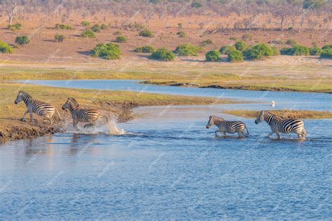 Premium Photo Zebras Crossing Chobe River Glowing Warm Sunset Light