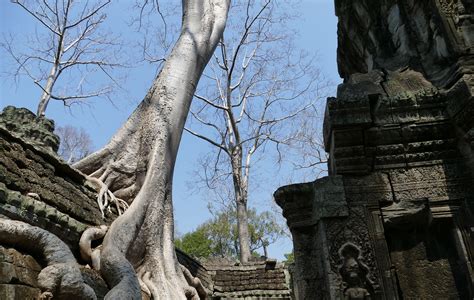 fotos gratis arbol rock monumento estatua selva asia punto de