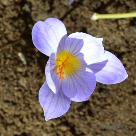 Crocus speciosus Herbstblühender Krokus Saatfix Blumenzwiebel Shop