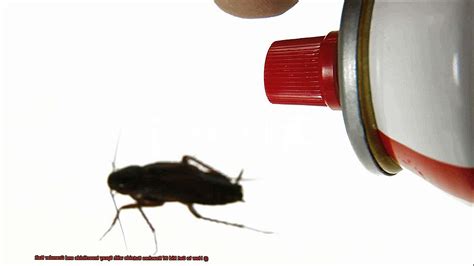 How To Get Rid Of Roaches Outside With Spray Insecticide And Granular Bait All About Roaches