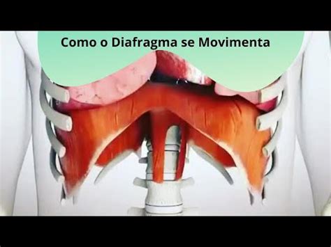 O Diafragma Impede A Ovulação - Como o diafragma se movimenta na respiração - YouTube