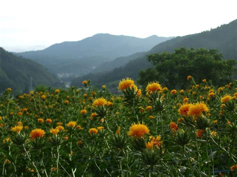 歴史と伝統がつなぐ山形の「最上紅花」が日本農業遺産に認定されました。 日本遺産「山寺と紅花」