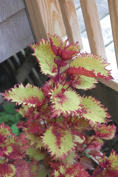 Coleus Plant Care And Collection Of Varieties Garden Org