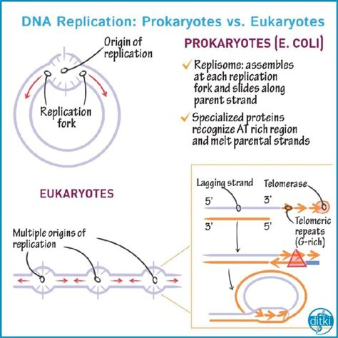 Click The Link In Our Bio To Review Dna Replication And Compare Prokaryotic Dna Polymerases To