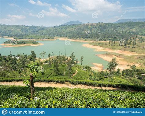 Ceylon Tea Plantation Stock Photo | CartoonDealer.com #23106348