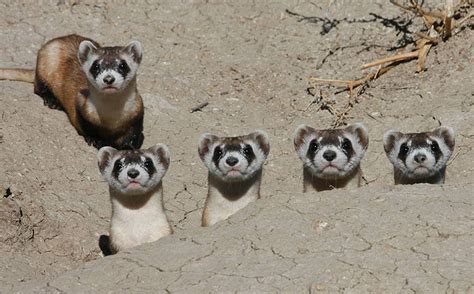 Cmzoo Team Prepares Endangered Black Footed Ferrets For Life In The