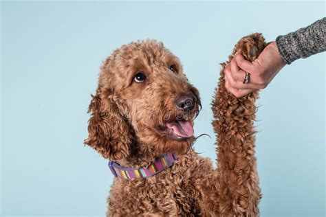 Woman S Hand Holding A Paw Of A Beautiful Red Brown Poodle Stock Image