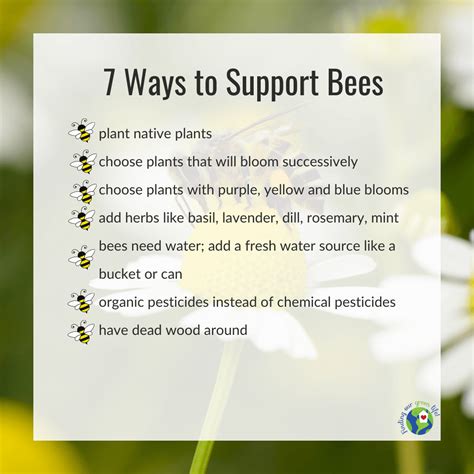 7 Ways You Can Help The Declining Bee Population