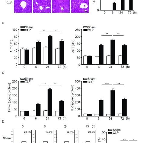 The Number Of Hepatic CD8 T Cells Was Increased In The Livers Of