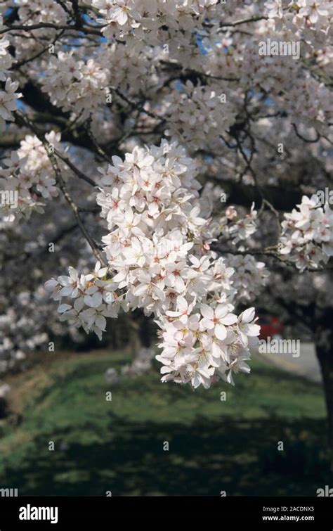 Yoshino Cherry Prunus X Yedoensis Flowers Stock Photo Alamy