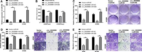 Hsa Circ 0030998 Attenuated The Taxol Resistance Proliferation