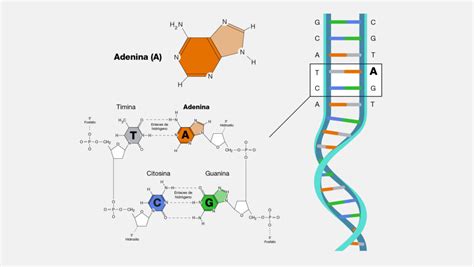 La Estructura Del Adn Adenina Guanina Citosina Y Timina