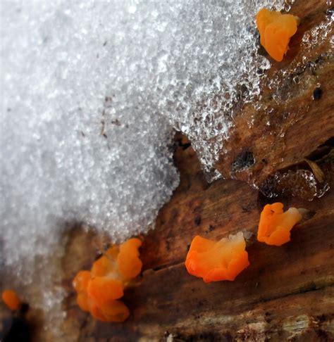 Orange tree fungus by fosspathei on DeviantArt