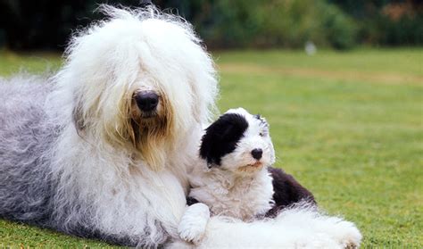 Old English Sheepdog - Temperament, Lifespan, Shedding, Puppy