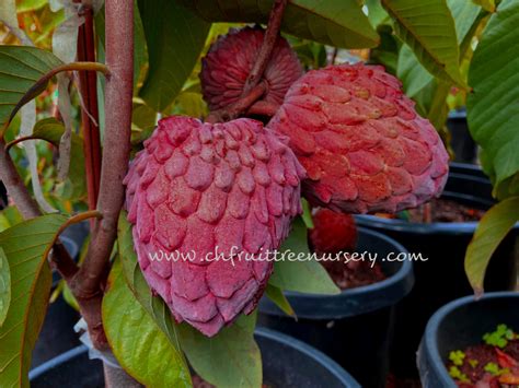 Red Geffner Atemoya Free Shipping Ch Fruit Tree Nursery