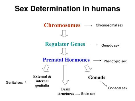 PPT Understanding Human Sex Determination Development Chromosomal Influences And Genetic
