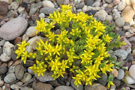 Sedum And Stonecrop Growing And Care Guide Garden Design