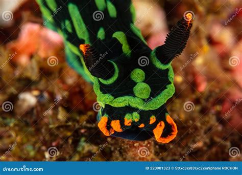 Nembrotha Nudibranch Red Sea Nembrotha Megalocera Royalty Free Stock