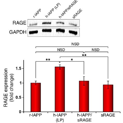 Srage Inhibits H Iapp Induced Upregulation Of Rage In β Cells Download Scientific Diagram