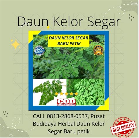 Daun kelor segar, Antik, Pajangan di Carousell