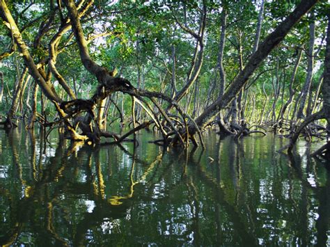 Nature Based Solutions Initiative Flood Recovery And Mangrove