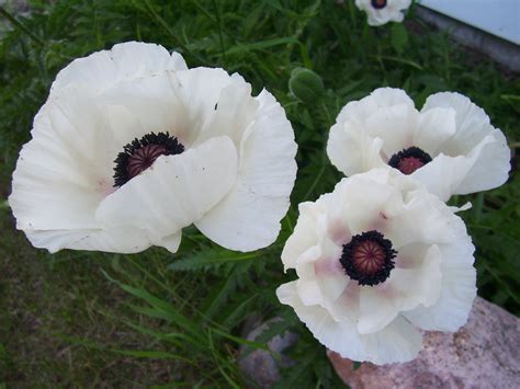 Please Help Me Find A Substitute For Anemones