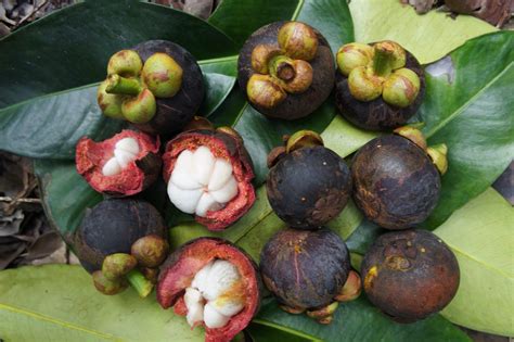 Mangostán Garcinia Mangostana