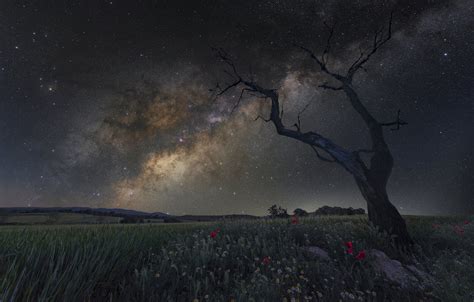 Wallpaper Field Stars Flowers Night Stones Tree Maki The Milky