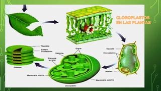 Célula vegetal Cloroplastos biología celular.pptx