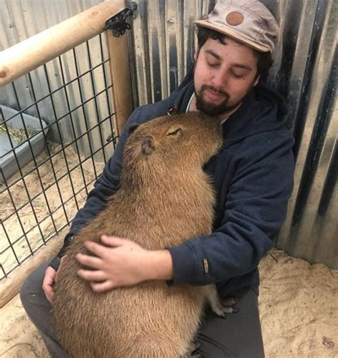 17 Photos Proving That One Capybara Is Sweeter Than 100 Puppies ...