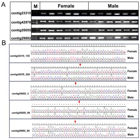 Construction Of A High Density Linkage Map And Detection Of Sex