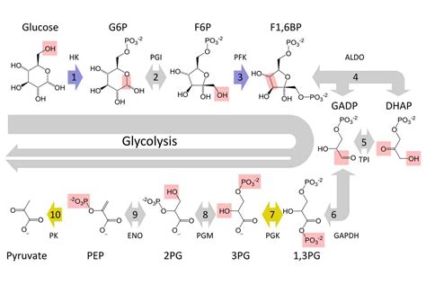 The 10 Glycolysis Steps